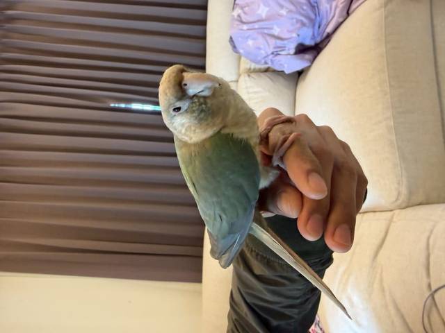 นก เขียว