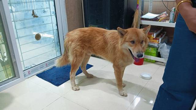 สุนัข น้ำตาล พบน้องแถวๆ สถานีตำรวจทางหลวงหนองเบน