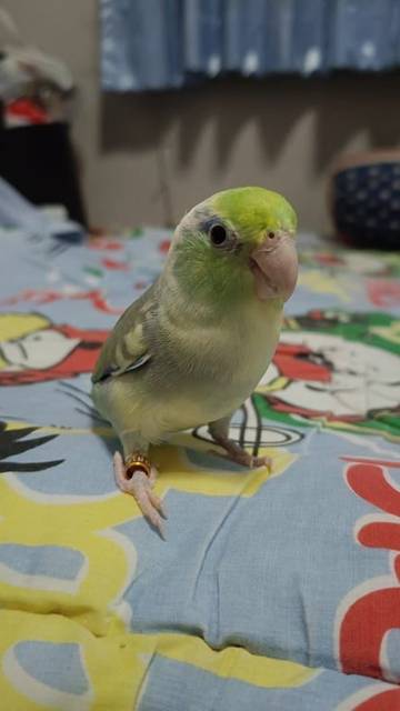 นก เขียว ขาว มีปลอกขาสีส้ม