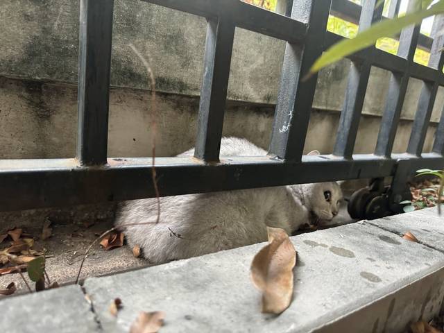 แมว ขาวแซมเทา จุดสังเกตุหางไม่ยาวมาก ปลายหางขอด ** พบน้องขาเจ็บขยับร่างกายไม่ได้ เบื้องต้นพบว่าน้องกระดูกเชิงกรานแตก ยินดีรักษาให้แต่อยากให้น้องเจอเจ้าของ