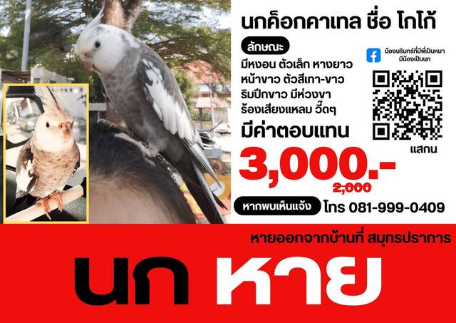 นก ขาว เทา มีห่วงขา พูดชื่อตัวเองได้ โกโก้​