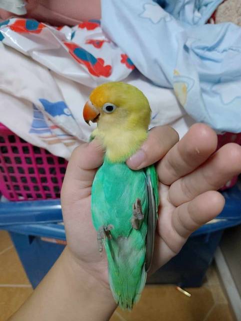 นก น้องสีหัวเหลืองตามลำตัวจะเป็นสีขาวสว่างประกายเขียวอีกเขียวแสม ปลายหางสีดำ น้องค่อนข้างเชื่อง ชอบจิก และหวงตัว แต่ชอบบินมาเกาะไหล่และหัว