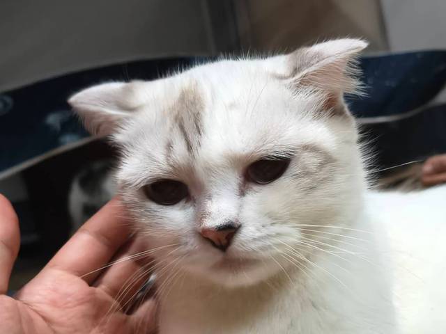 แมว ขาว น้องตัวสีขาว มีแต้มน้ำตาลนิดหน่อย ตาออกสีฟ้า หางตรงยาว · ไม่มี