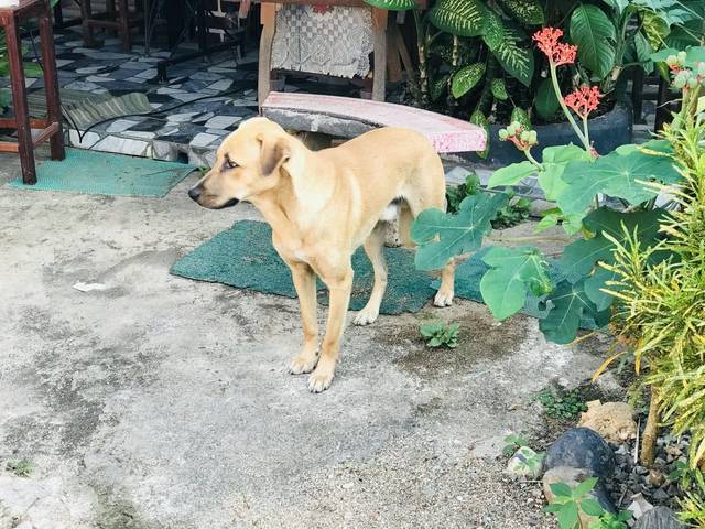 สุนัข น้ำตาลอ่อน 🐕 #ประกาศตามหาเจ้าของหมา ค่ะ 🐕 น้องหมาใครหายออกจากบ้าน พลัดหลง หรือหลุดตกจากกระบะบ้างคะ เห็นน้องเจ็บขาเดินกะเผลกๆ ฟังภาษาไทยกลางค่อนข้างเข้าใจกว่าภาษาเหนือ แสนรู้ เพศผู้ น้องมาอาศัยอยู่แถวๆ ใกล้บ้าน ตอนนี้รับดูแลให้เป็นอย่างดี รอเจ้าของมารับกลับ สังเกตดูจากอาการน้องคงคิดถึงบ้าน คิดถึงเจ้าของที่จากมา 🕹 พิกัดบ้าน : ศาลาสีน้ำเงิน ติดสะพานห้วยร่องโจ้ และติดร้านช่างเองานเหล็ก บ้านสันปูเลย ต.แม่สรวย อ.แม่สรวย จ.เชียงราย (เส้น ทางถนนเชียงใหม่-เชียงราย) ❣️ สอบถามเพิ่มเติม โทร.09-0329-0794 พี่อี๊ด