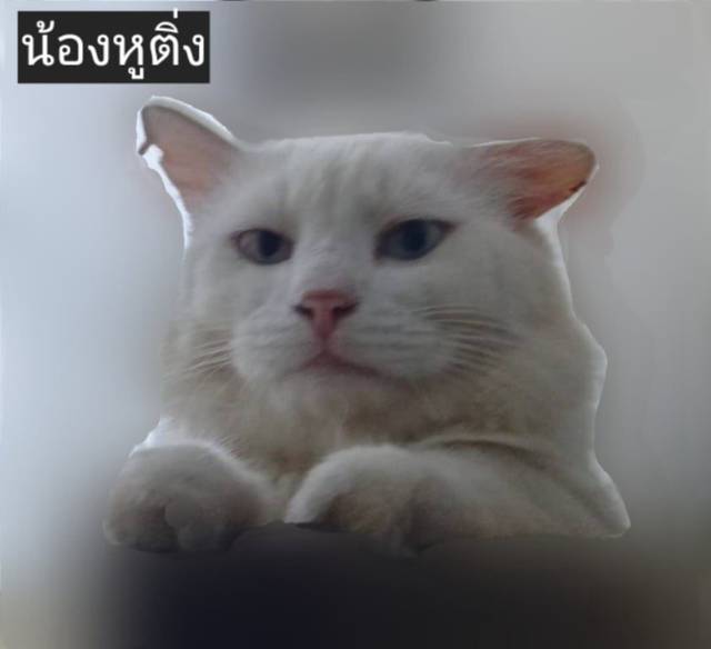 แมว ขาว หูแหว่งมีติ่ง ตาสองสี มีเครายาวเล็กน้อย ไข่สีครีมน้ำตาล · ไม่มี