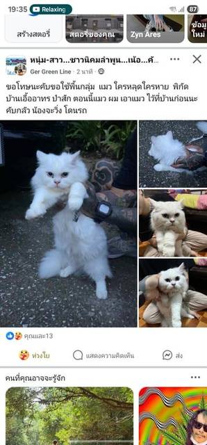 แมว ขาว ตาสีฟ้า