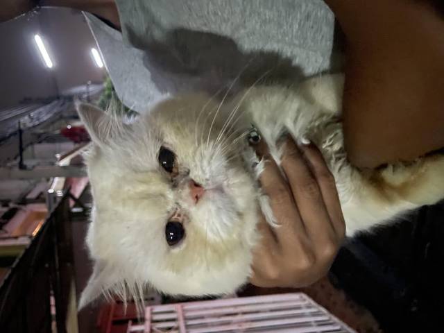 แมว ขาวครีม ปลอกคอโซ่เงิน เชื่อง ไม่กัด ให้เช็ดตัว เช็ดตาได้