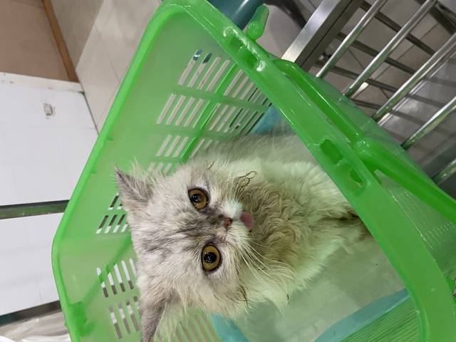 แมว ขาวแซมเทา น้องอาจจะหลงทางแล้วอาจจะโดนรถชนอยู่แถวข้างมอเตอร์เวย์ ใกล้ทางออดรามคำแหง