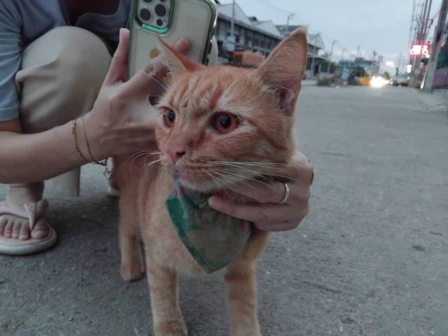 แมว สลิดส้ม