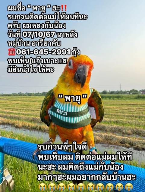 นก ส้ม เขียว เหลือง อยู่ช่วงผลัดขน ขนหลังจะไม่เหลืองเต็มคะ จะมีเขียวๆอยู่