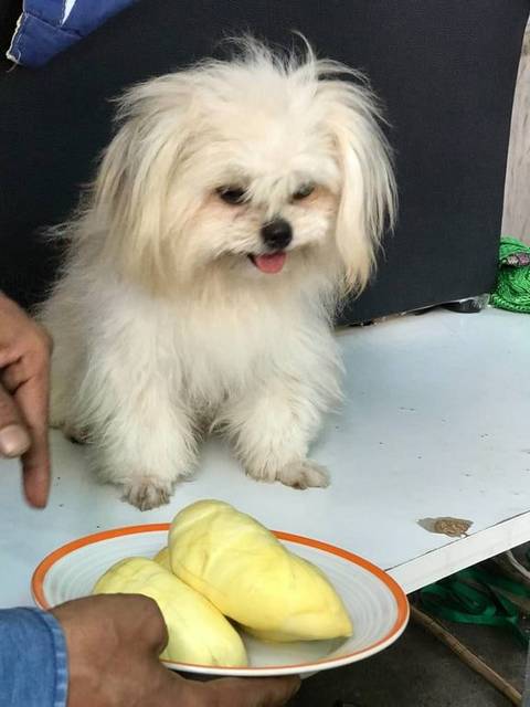 สุนัข ขาว ขาวครีม หูปก · ไม่มี