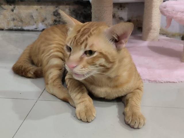 แมว ส้มสลิด