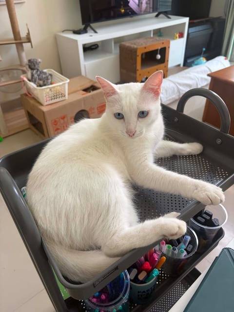 แมว ขาว สีขาวล้วน · ไม่มี