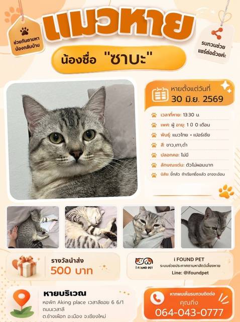 แมว ขาว เทา ดำ ตัวไม่ผอมมาก · ไม่มี