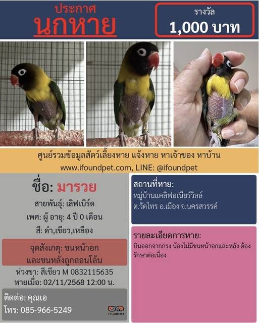 นก ดำ เขียว เหลือง ขนหน้าอก และขนหลังถูกถอนโล้น