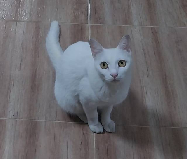 แมว ขาว โคนหางมีสีเหลืองเล็กน้อย · ไม่มี
