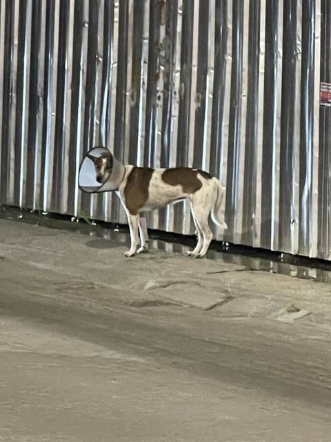 สุนัข ขาวดำ น้องใส่คอลล่า
