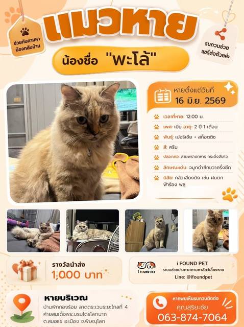 แมว ครีม ปลอกคอลายพรางทหาร สมูกดำซีกขวาครึ่งซีก · ปลอกคอลายพรางทหาร กระดิ่งสีขาว