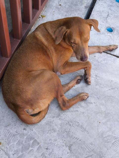 สุนัข น้ำตาล