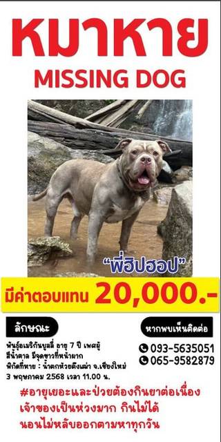 สุนัข น้ำตาล มีแต้มสีขาวที่หน้าผาก มีสีขาวที่หน้าอก · สีเงิน โซ่คล้องคอไม่มีป้ายชื่อ