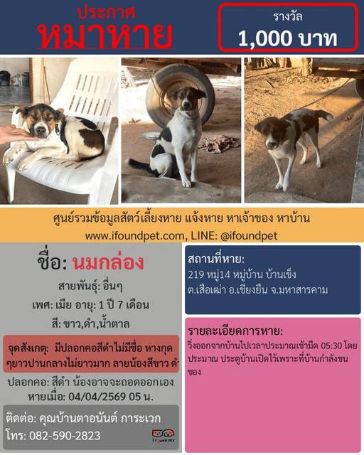 สุนัข ขาว ดำ น้ำตาล มีปลอกคอสีดำไม่มีชื่อ หางกุดๆยาวปานกลางไม่ยาวมาก ลายน้องสีขาว ดำ น้ำตาลสลับกัน · สีดำ มีปลอกคอสีดำแต่ไม่มีชื่อ หากไม่พบว่าที่คอยังมีปลอกคออยู่ น้องคงเอาออกเอง ปกติเอาออกเองได้