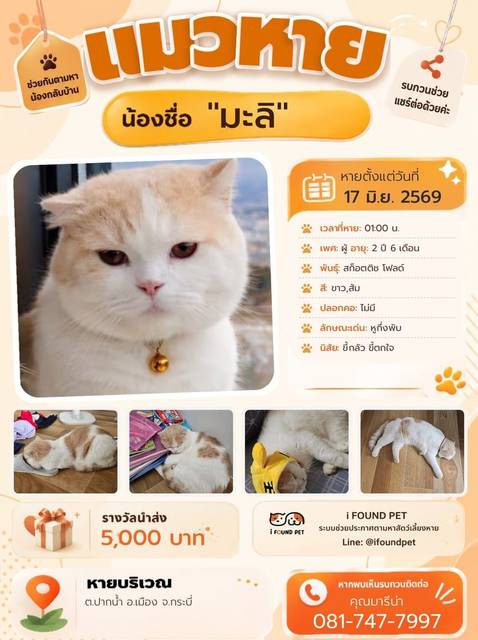 แมว ขาว ส้ม หูกึ่งพับ · ไม่มี