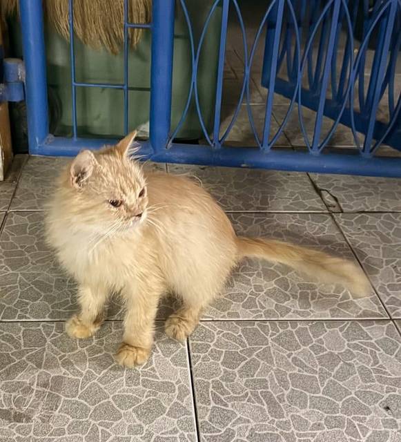 แมว สีส้มทั้งตัว ตาสีเหลือง ขนสีส้ม ตาสีเหลือง หางยาว เพศเมีย ขี้กลัว ไม่มีเสียงร้อง