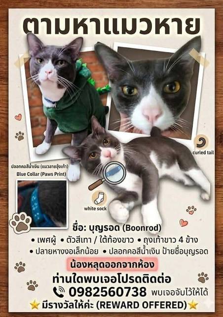 แมว เทา ตัวสีเทา ท้องขาว ใส่ถุงเท้าสีขาวทั้งสี่ขา ใส่ปลอกคอสีน้ำเงินลายอุ้งเท้าแมว ป้ายชื่อบุญรอด พร้อมเบอร์ 0982560738 · ปลอกคอสีน้ำเงิน ลายอุ้งเท้าแมว มีป้ายชื่อ บุญรอด พร้อมเบอร์ 0982560738
