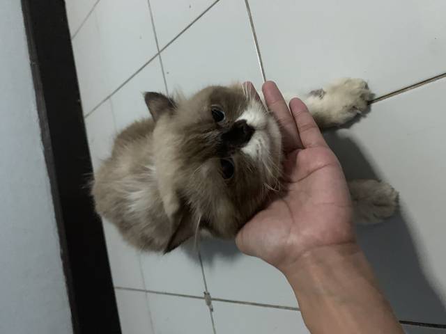 แมว น้ำตาลท้องขาว