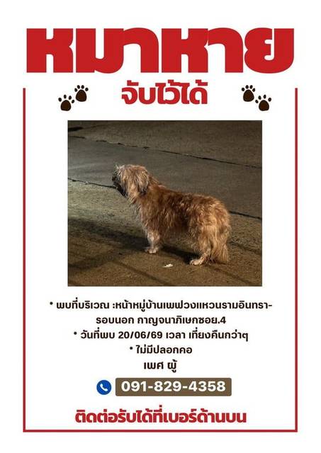 สุนัข น้ำตาล หน้าหมู่บ้าน เพฟ รามอินทรา