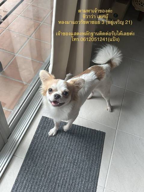 สุนัข ขาว ลายน้ำตาล