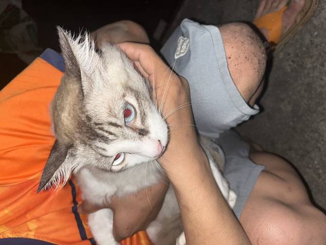 แมว ขาว น้ำตาล ขนฟู ตัวใหญ่