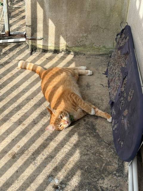แมว ส้ม หางคดเล็กน้อยตรงปลาย(ต้องลองจับดู) · สีเขียว มีตุ๊กตากบ