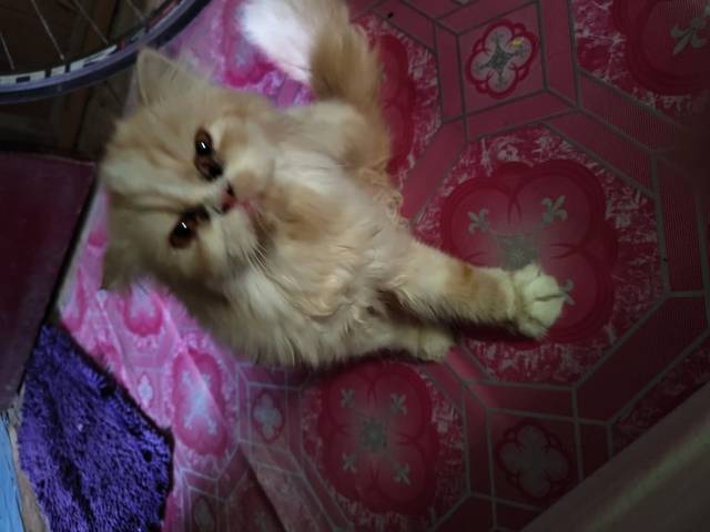 แมว ครีมน้ำตาล ลูกแมวเปอร์เซีย