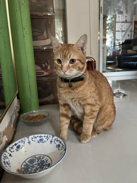 แมว สลิดส้ม สลิด ส้ม เข้ากับคนง่าย