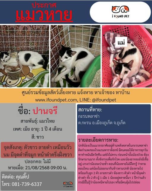 แมว ขาว ตัวขาว ลายดำ เหมือนวัวนม มีจุดดำที่จมูก หน้าดำครึ่งฝั่งขวา · ไม่มี