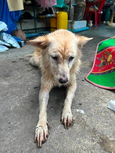 สุนัข ส้ม ครีม -