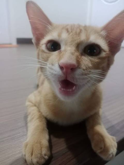 แมว ส้ม แมวสีส้มหางตรงไม่มีรอยตำหนิค่ะเป็นแมวส้มบ้านๆทั่วไป · ไม่มี