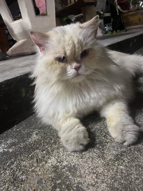 แมว ขาว สีขาวล้วนน้องตัวมอมแมม