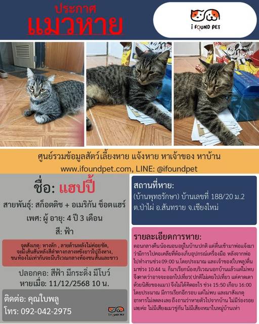 แมว ฟ้า หางหัก , ลายด้านหลังไม่ค่อยชัด, จะมีเส้นสันหลังสีดำตางกลางหชังยาวไปถึงหาง, ขนท่องไม่เท่ากันจะมีบริเวณกลางท้องขนสั้นและขาว แต่บริเวณอื่นขนจะเสมอกัน · สีฟ้า มีกระดิ่ง มีโบว์