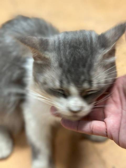 แมว เทา ขาว น้องดูเศร้า น่าจะคิดถึงเจ้าของ จับได้ไม่กัด
