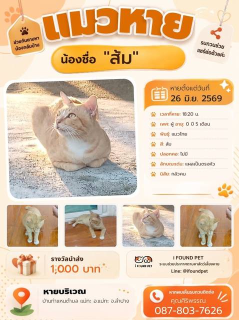 แมว ส้ม แผลเป็นตรงหัว · ไม่มี