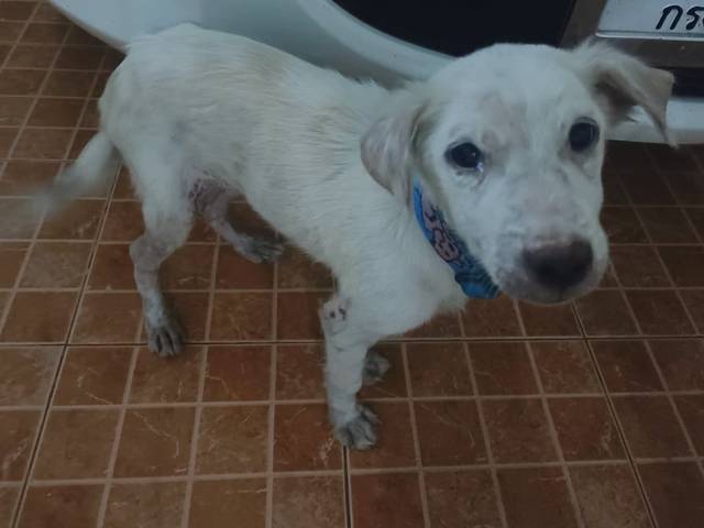 สุนัข ขาว ลูกหมาน้อยตัวสีขาว