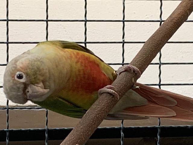นก เขียว