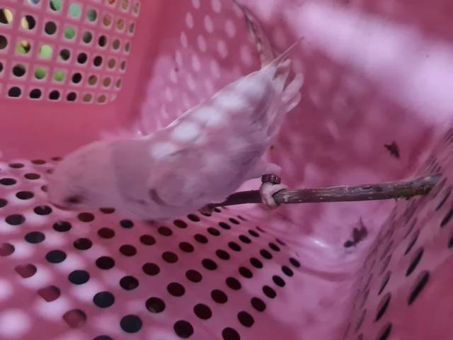นก สีขาว ลายเทาๆ
