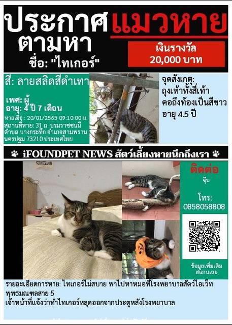 แมว ลายสลิดสีดำเทา ถุงเท้าทั้งสี่เท้า คอถึงท้องเป็นสีขาว อายุ 4.5 ปี