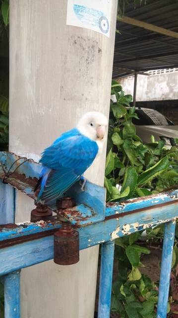 นก ฟ้า ขาว น้องบินมาเกาะสายไฟหน้าบ้าน ส่งเสียงร้อง เลยหาข้าวสุกให้กิน