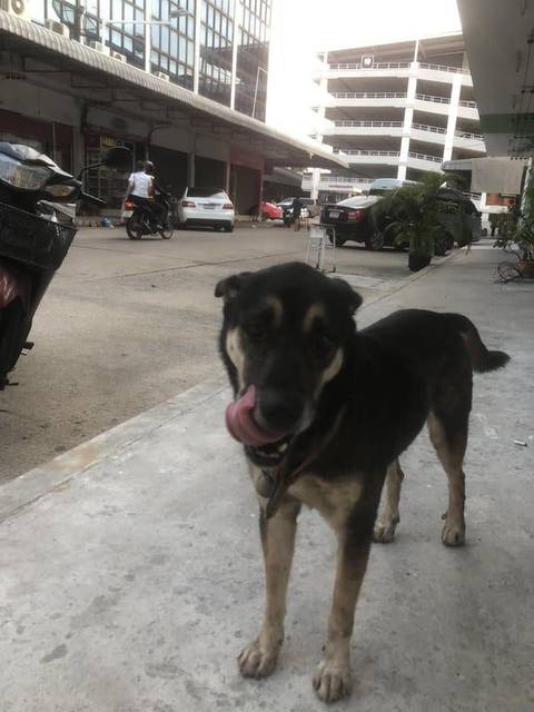 สุนัข ดำ น้องมีตัวสีดำ ขาน้ำตาล มีคิ้วสีน้ำตาล