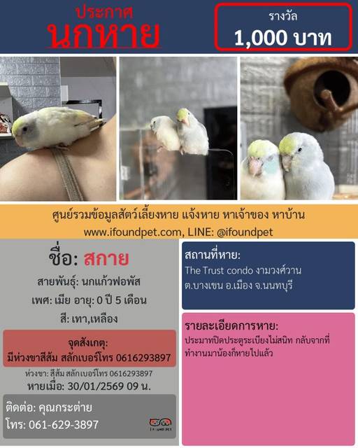 นก เทา เหลือง มีห่วงขาสีส้ม สลักเบอร์โทร 0616293897