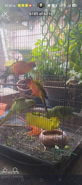 นก เขียว ที่หัวน้องมีรอยแหว่ง